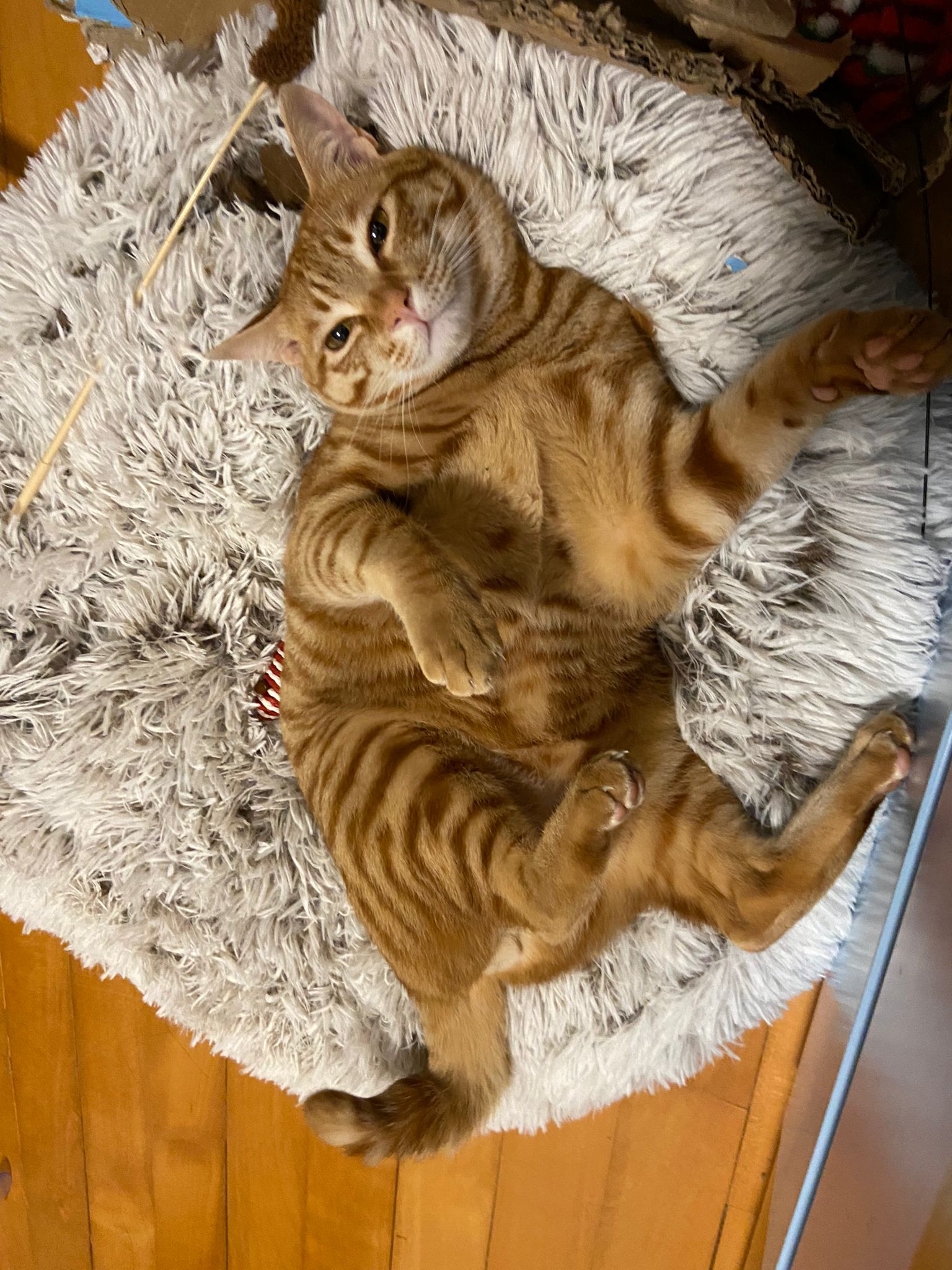 Figure 1: my cat, max.